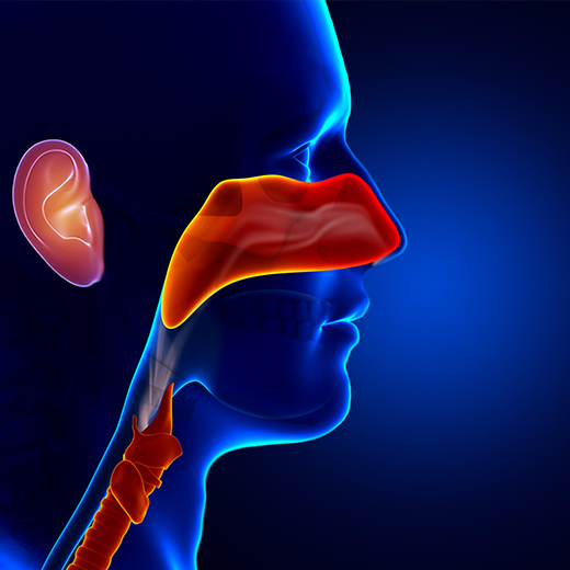 Illustration of the ear, nose and throat passages on a head profile