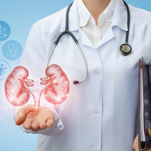 Doctor holding an illustration of the kidneys above cupped hands